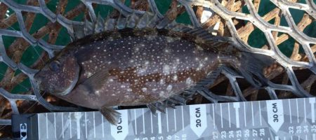 いつもの金魚とは違うオトナの鯛♪