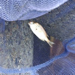 チャリコ＆ヒイラギ祭り