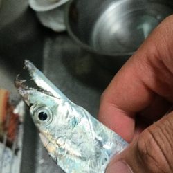 初タッチーget 指二本