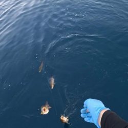 麦わらイサキ爆釣