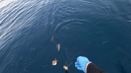 麦わらイサキ爆釣