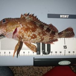 夜間ちょい投げ〜