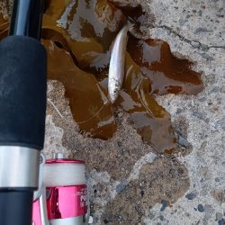 ふらっと夕まぐれ