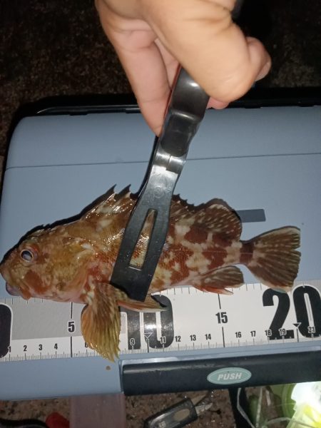 夜行、カサゴ爆釣