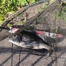 チヌのトップウォーターゲーム