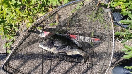 チヌのトップウォーターゲーム