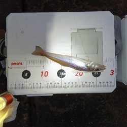 苅屋海岸のキス釣り