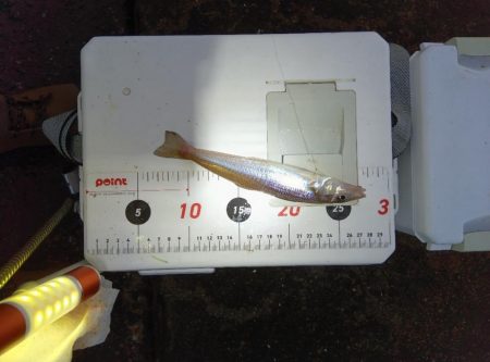 苅屋海岸のキス釣り