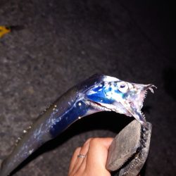 電気ウキ釣り 7