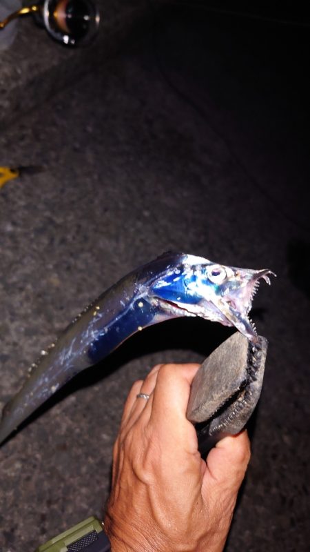 電気ウキ釣り 7