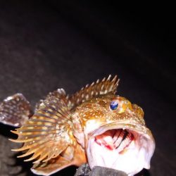 電気ウキ釣り 8