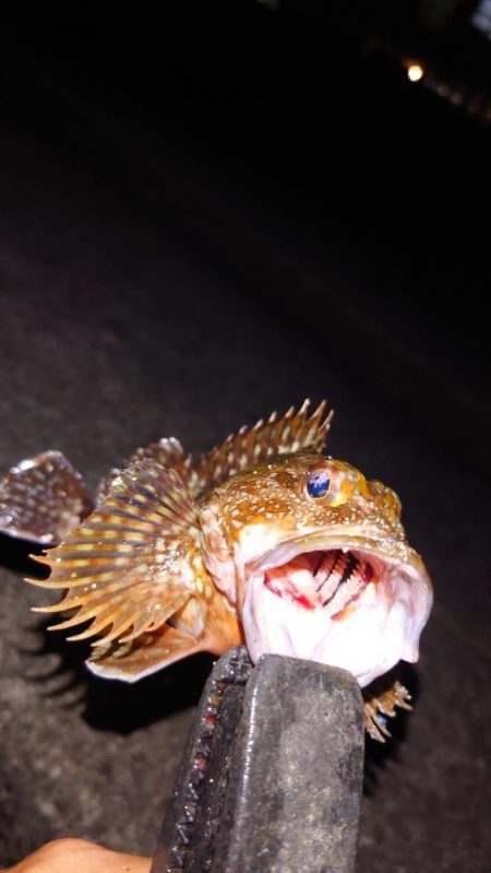 電気ウキ釣り 8