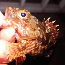 電気ウキ釣り 9