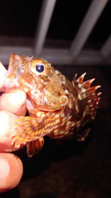 電気ウキ釣り 9