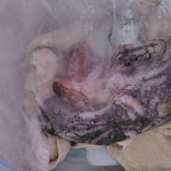 3年ぶりのタコ釣り