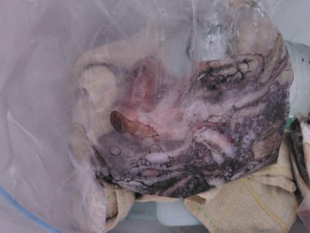 3年ぶりのタコ釣り