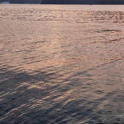 久しぶりのヤーツ