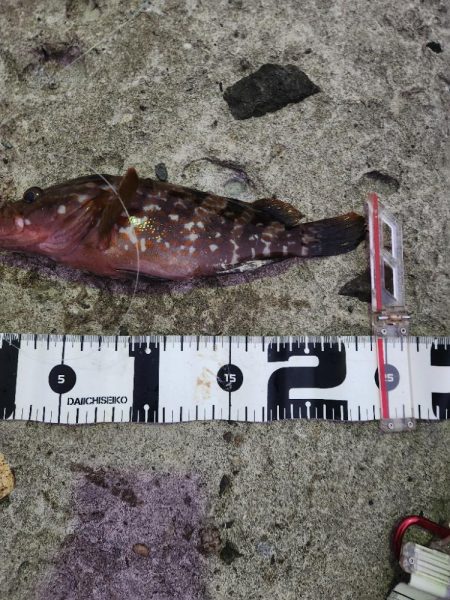 ロックフィッシュ