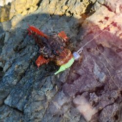 新魚種で五目釣り達成