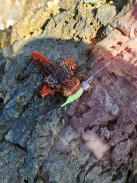 新魚種で五目釣り達成