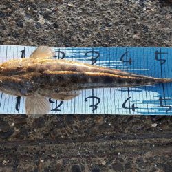 初めて暑い時期にマゴチ。