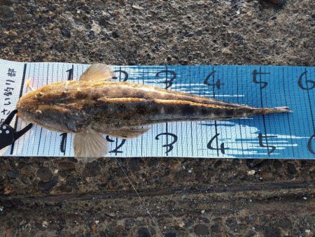 初めて暑い時期にマゴチ。