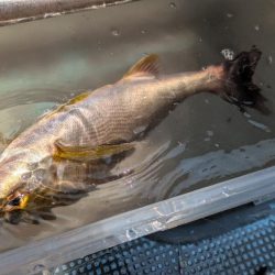 久々オフショア