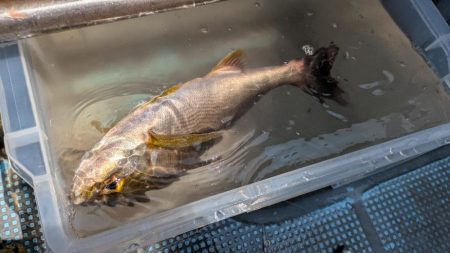 久々オフショア