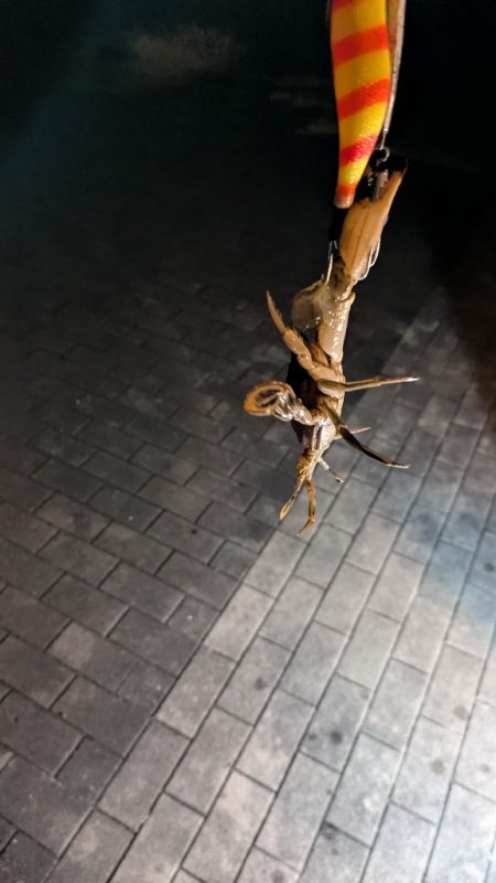 タコシーズン終了？