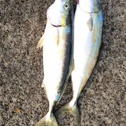 サメに襲われて…