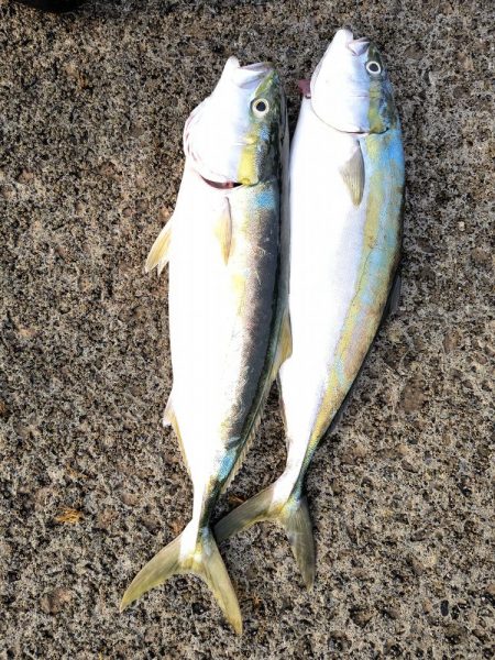 サメに襲われて…