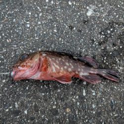 今日はピンクグロー