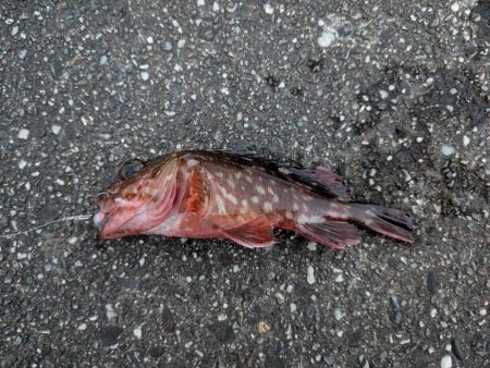 今日はピンクグロー