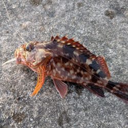 セリア恐るべし