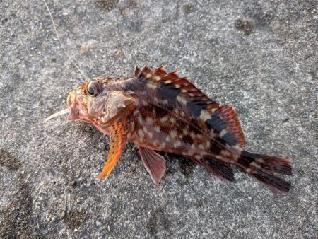 セリア恐るべし