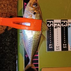 アジング18オクト2