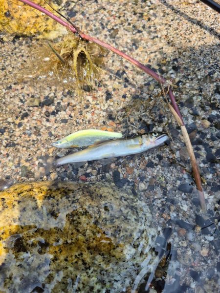 用事済ませて昼前に到着