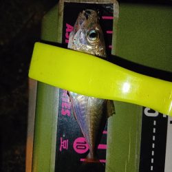 アジング22オクト3