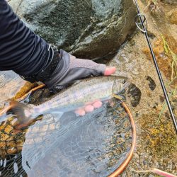 今日は出ないね( ノД`)…