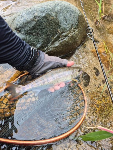 今日は出ないね( ノД`)…