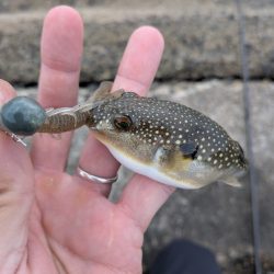 夜勤前広島チニング！