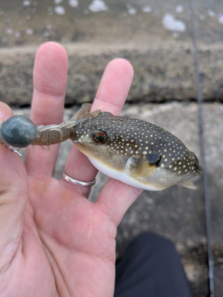 夜勤前広島チニング！