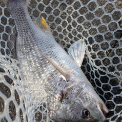 爆釣広島チニング77枚!