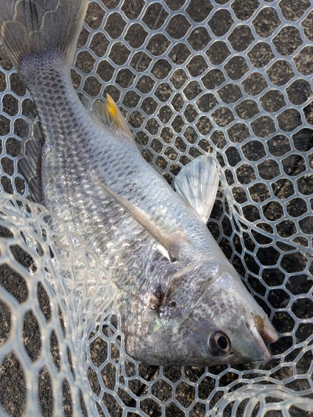 爆釣広島チニング77枚！