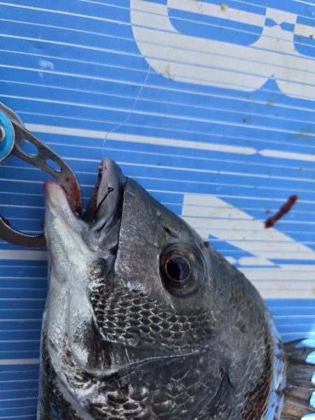 今日は、紀州釣り🥵