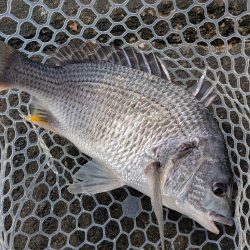 夜勤前広島チニング