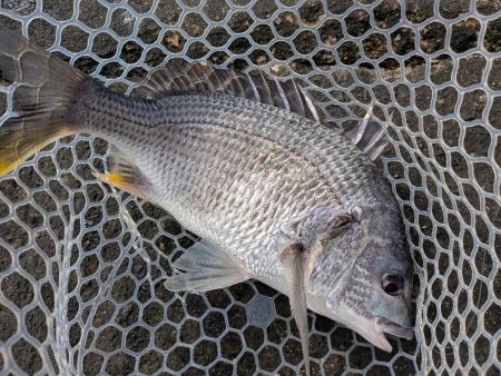 夜勤前広島チニング