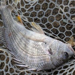 まるで真冬！激ムズ広島チニング