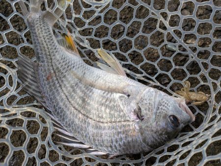 まるで真冬！激ムズ広島チニング