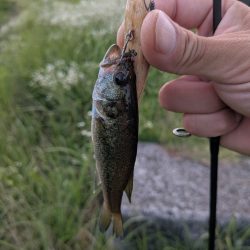 お手軽家前fishing！